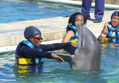 Dolphin Cove